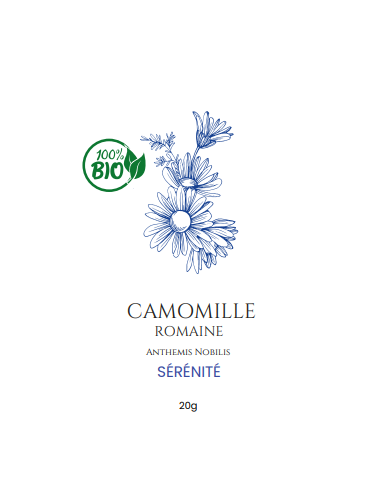 Camomille Romaine – L'Infusion Apaisante par Excellence